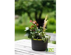 Žardina samozavlažovací Berberis se závěsem - antracit + zelená 26 cm