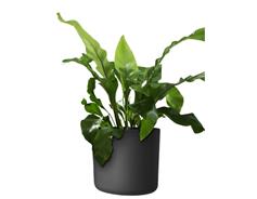 Obal Lora - antracit 35 cm