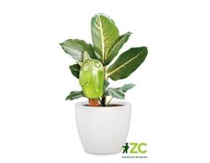 Zavlažovací systém (baňka) 110 Bördy M Green 20 cm - 220 ml