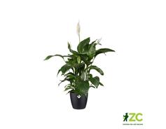 Obal Brussels Classic - antracit 16 cm 
