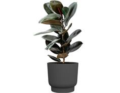 Obal Palma Florus - anthracite 18 cm