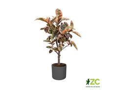 Obal B.For Soft Round - antracit 14 cm 