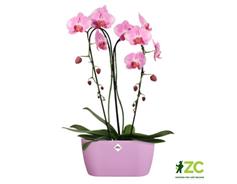 Obal Brussels Orchid Duo - vivid violet 25 cm 
