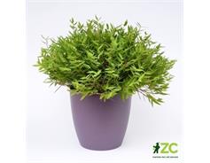 Obal Perla - fialová perleť 30 cm
