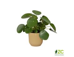 Obal Vibes Fold Mini - butter yellow 9 cm 