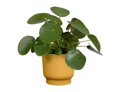 Obal Palma Florus - mustard 18 cm