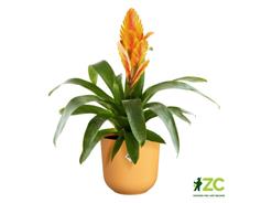 Obal Jazz - amber yellow 14 cm 
