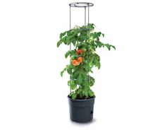 Prosperplast Květináč Prosperplast TOMATO GROWER na pěstování rajčat 29,5 cm antracit