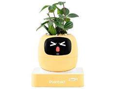 PLANTSIO Ivy 2 gen. žlutý 
