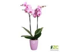 Obal Brussels Orchid High - vivid violet 12,5 cm