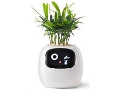 PLANTSIO Ivy bílý 