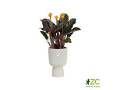 Obal Vibes Fold Coupe - silky white 14 cm 
