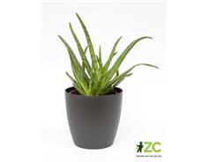 Obal Perla - antracit 11 cm