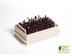Microgreens Economy - slonová kost