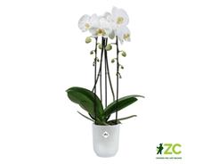 Obal Vibes Fold Orchid High - transparent 12,5 cm 