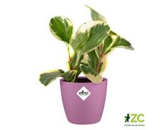 Obal Brussels Classic - vivid violet 10,5 cm