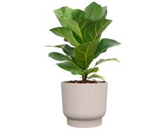 Obal Palma Florus - warm taupe 20 cm