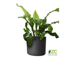 Obal Lora - antracit 14 cm