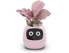 PLANTSIO Ivy růžový 