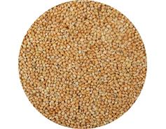 Proso seté žluté -   25 kg pytel merkantil
