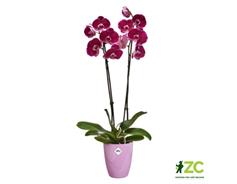 Obal Brussels Diamond Orchid High - vivid violet 12,5 cm