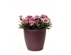 Obal Perla - vínová 21 cm