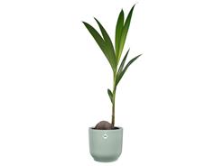 Obal Vibes Fold - sorbet green 22 cm