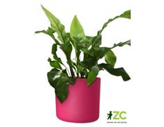 Obal Lora - viva magenta 18 cm