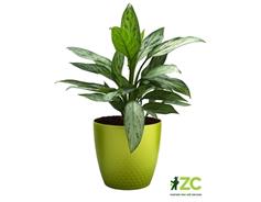 Obal Perla - zelená perleť 16 cm