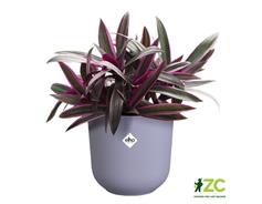 Obal Jazz - lavender lilac 14 cm 
