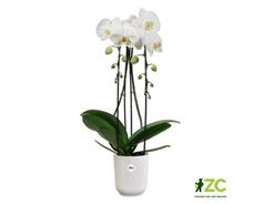 Obal Vibes Fold Orchid High - silky white 12,5 cm 