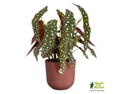 Obal Jazz - tuscan red 14 cm 
