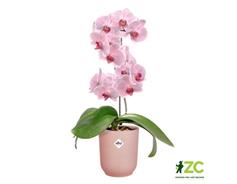 Obal Vibes Fold Orchid High - frosted pink 12,5 cm 