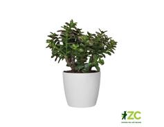 Obal Brussels Classic - white 12,5 cm