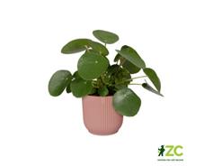 Obal Vibes Fold Mini - delicate pink 7 cm 