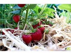 Přírodní sláma na zahradu Rosteto 3 kg