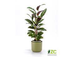 Květináč samozavlažovací Tolita - zelená 16 cm