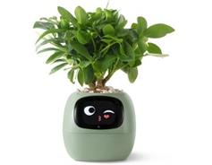 PLANTSIO Ivy zelený 