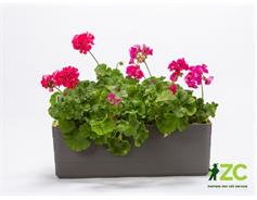 Truhlík samozavlažovací Berberis - antracit + zelená 80 cm