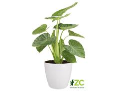 Obal Brussels Classic Wheels - white 40 cm 