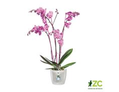 Obal Brussels Orchid - transparent 12,5 cm