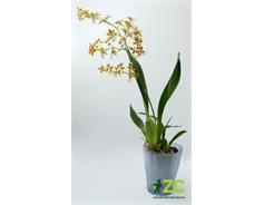 Obal Ola - průsvitná kouřová 13 cm