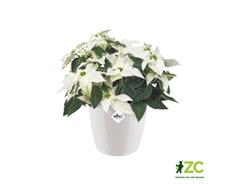 Obal Brussels Diamond - white 18 cm 