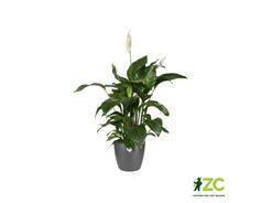 Obal Brussels Classic - antracit 7 cm