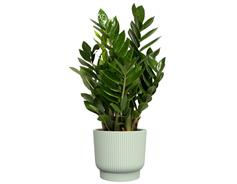 Obal Palma Florus - mintgreen 18 cm