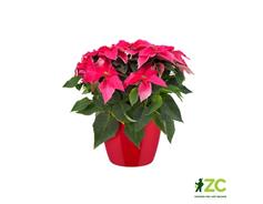 Obal Brussels Diamond - lovely red 20 cm