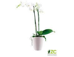 Obal Brussels Orchid High - white 12,5 cm 