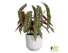 Obal Jazz - silky white 14 cm 